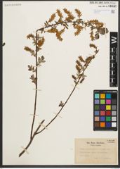 Foto von Salix myrtilloides L. x Salix repens L.